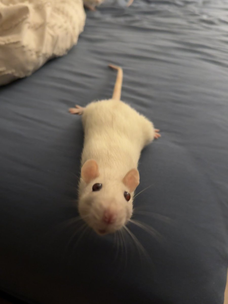 a bunch of rats✨ tweet media