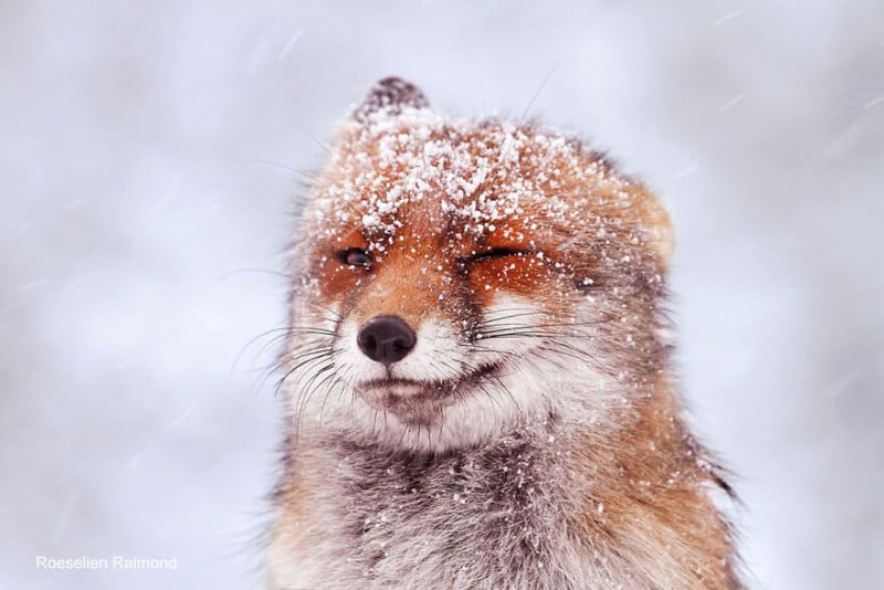 Protect_Wldlife's tweet image. #FoxOfTheDay

A Red Fox watching through partially closed eyes in a snow storm.  

Credit:  Roeselien Raimond.  

#WildlifePhotography #NaturePhotography #Wildlife #Nature #Foxes #FoxFamily 🦊