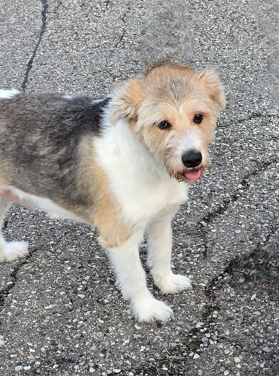 SojkaAnn's tweet photo. #ToungeOutTuesday 
Archie says Hi https://t.co/S6H98WJDtd