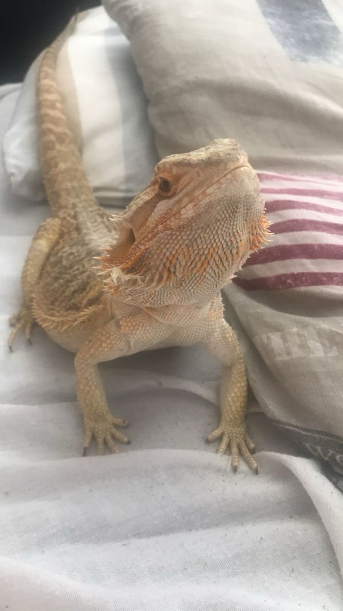 LillemanLA tweet media