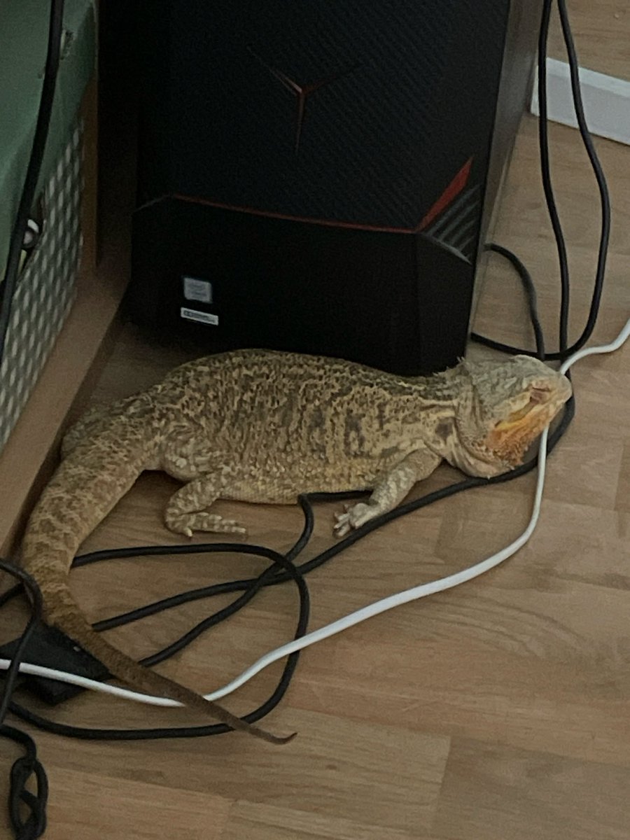 LillemanLA tweet media