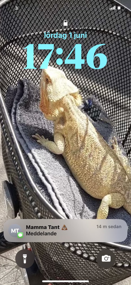 LillemanLA tweet media