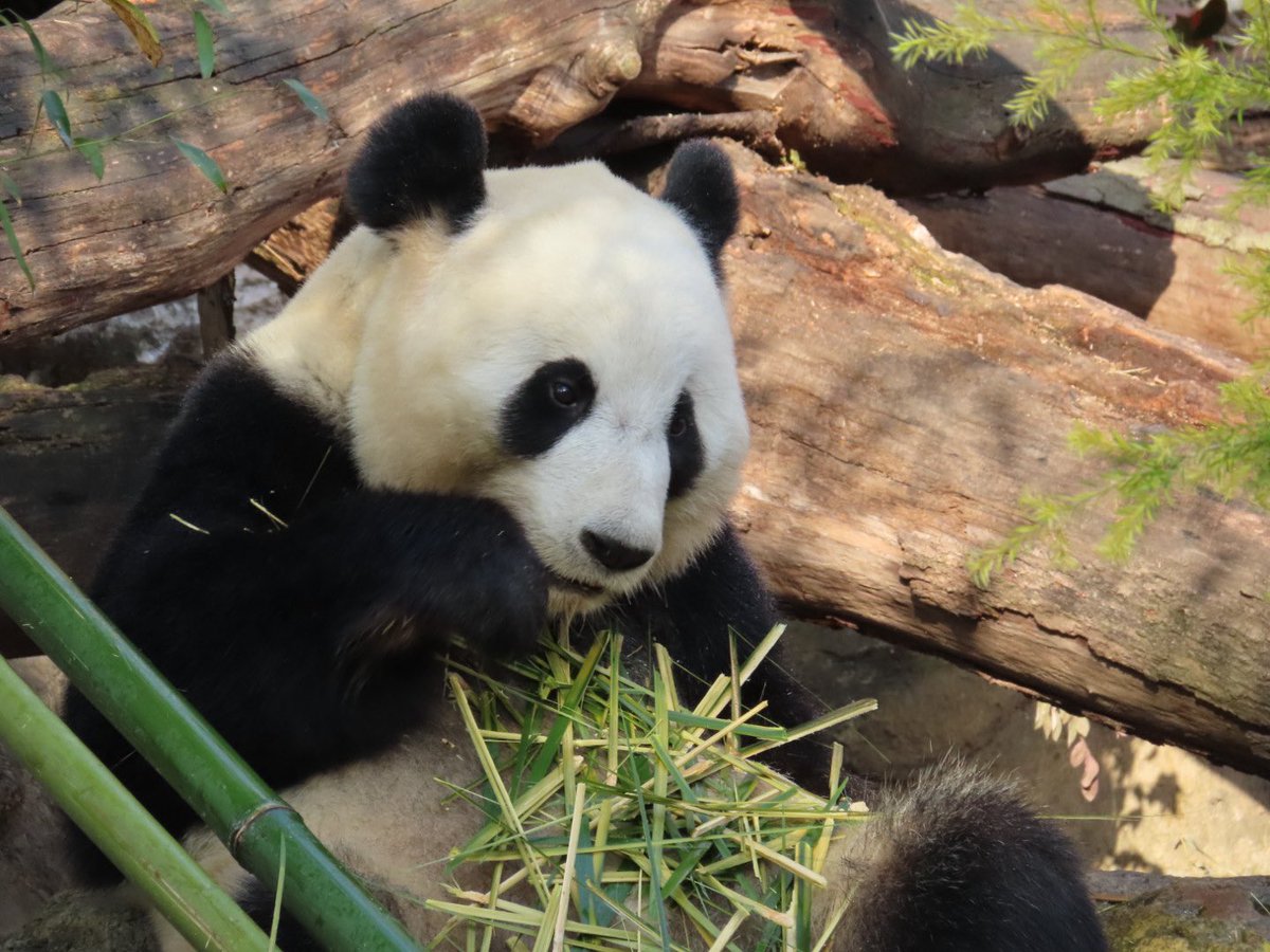 Pandaism tweet media