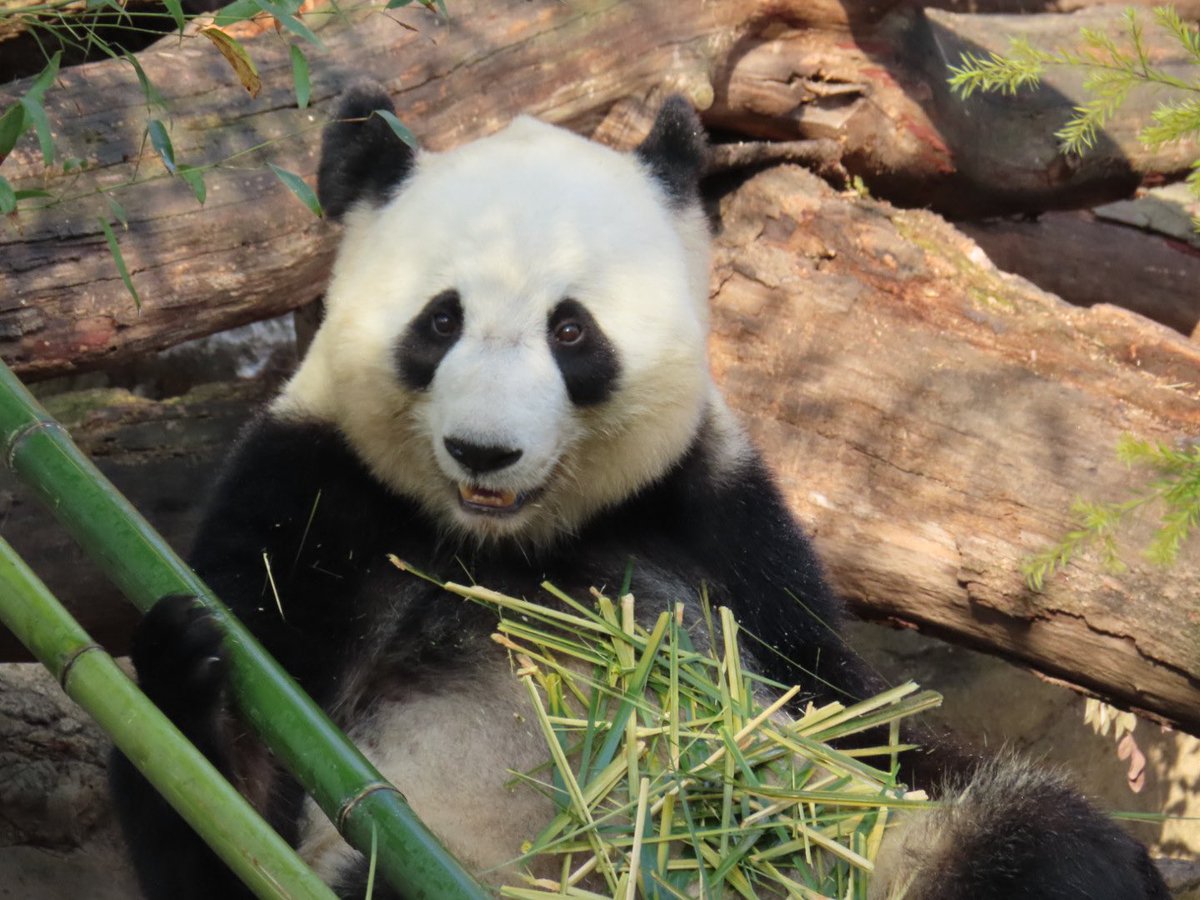 Pandaism tweet media