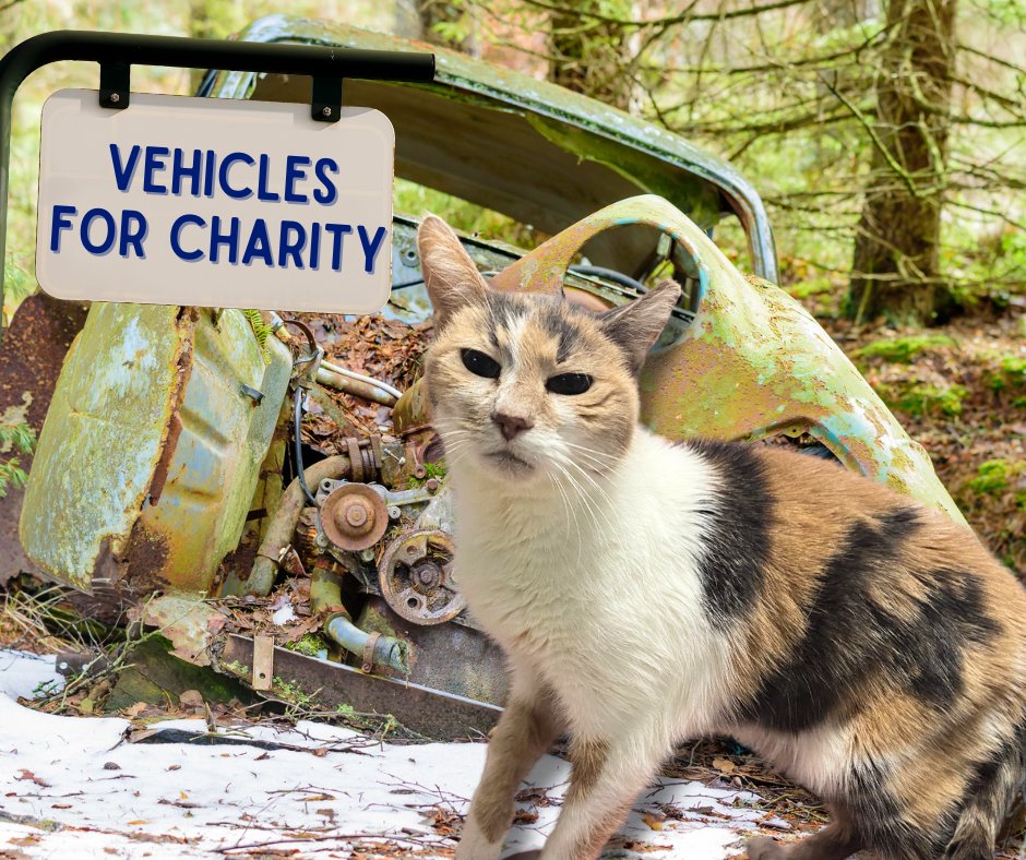 Have an old vehicle sitting in your driveway? Donate it to the cats here at Blind Cat Rescue &amp; Sanctuary! Donating is easy, the pick-up is free, and your gift is tax-deductible. 💙 🐾

Click the link to start the process! ---> careasy.org/nonprofit/blin…