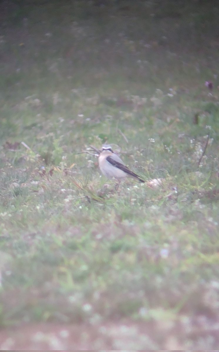 snowboundsheep's tweet photo. #phonescoped shot of one of six Wheatear at #stapleford quarry early evening #lincs @lincsbirders @Lincsbirding https://t.co/X2304rxRkS