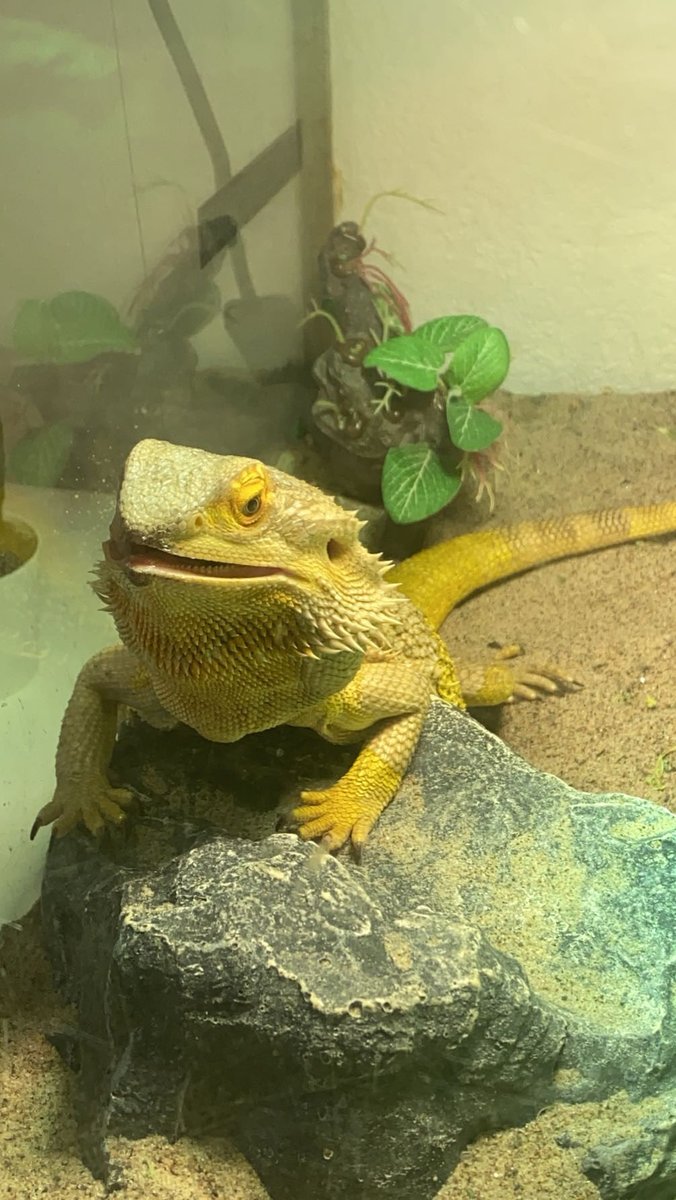 LillemanLA tweet media