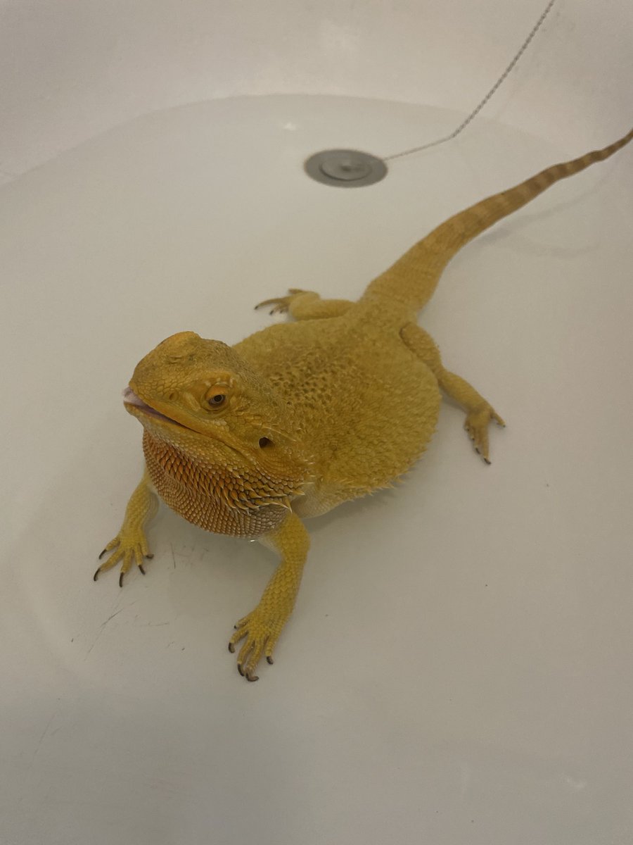 LillemanLA tweet media