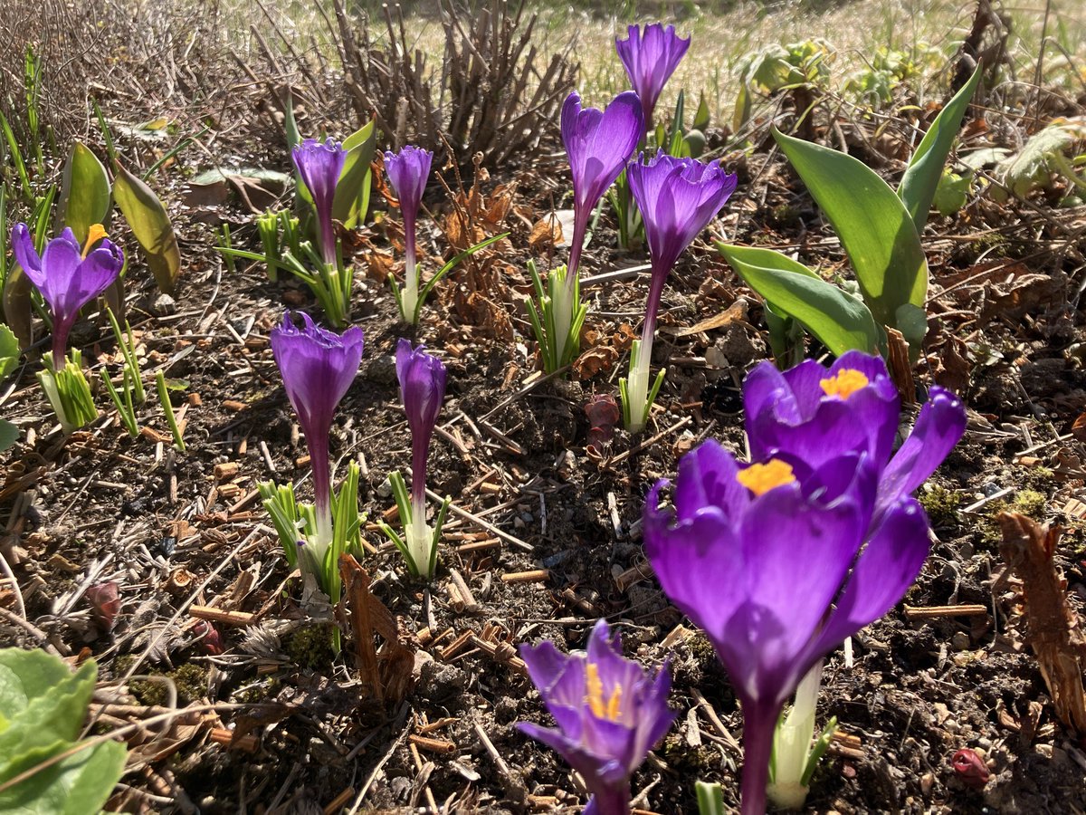 Latupeikko's tweet photo. Kun on istuttanut sinne tänne pieniä määriä erilaisia kukkasipuleita, näin keväällä on kiva seurata, mitkä värit alkavat milloinkin loistaa eri puolilla #piha’a. Nyt ovat vuorossa pienet violetit krookukset. Jänikset mokomat taisivat syödä muutaman, mutta eivät onneksi kaikkia. https://t.co/7O3gM0Qqhq