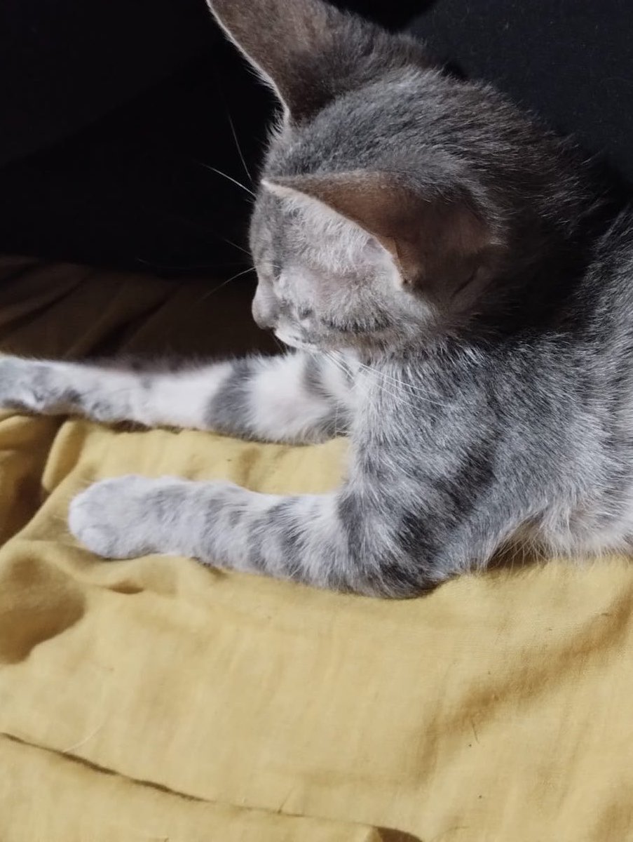 🇦🇷👑Merlina Addams🇻🇪🐱🇺🇦 tweet media