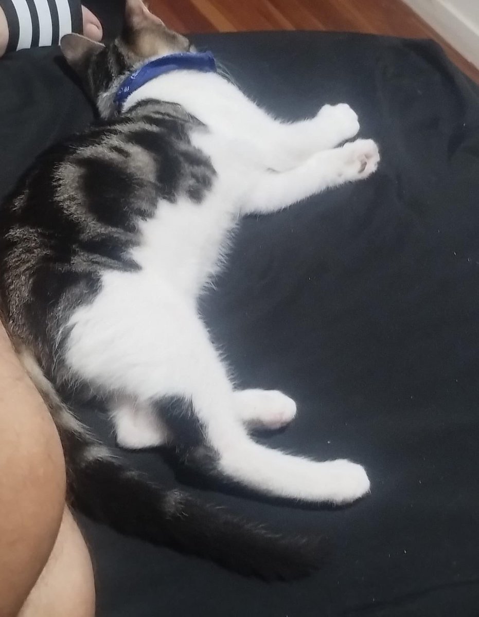 🇦🇷👑Merlina Addams🇻🇪🐱🇺🇦 tweet media