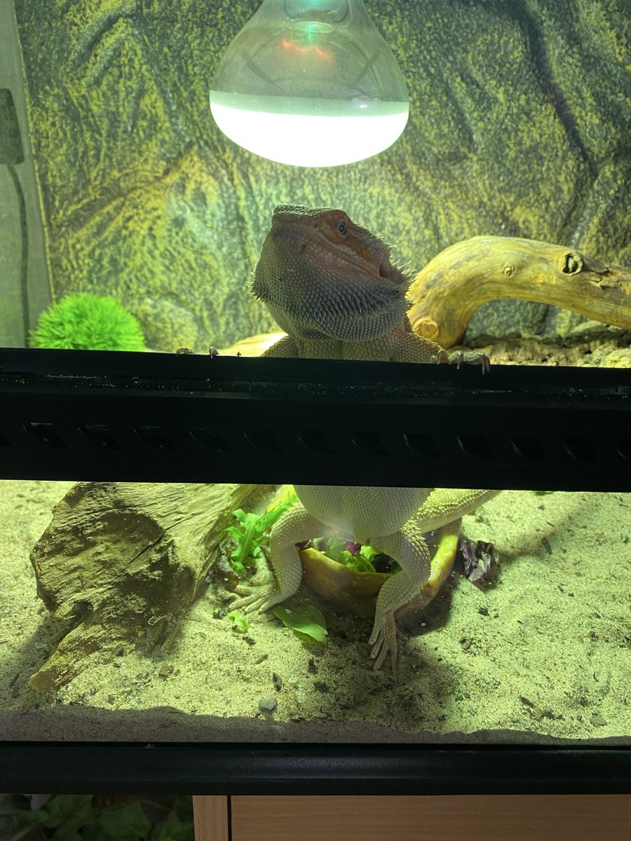 LillemanLA tweet media