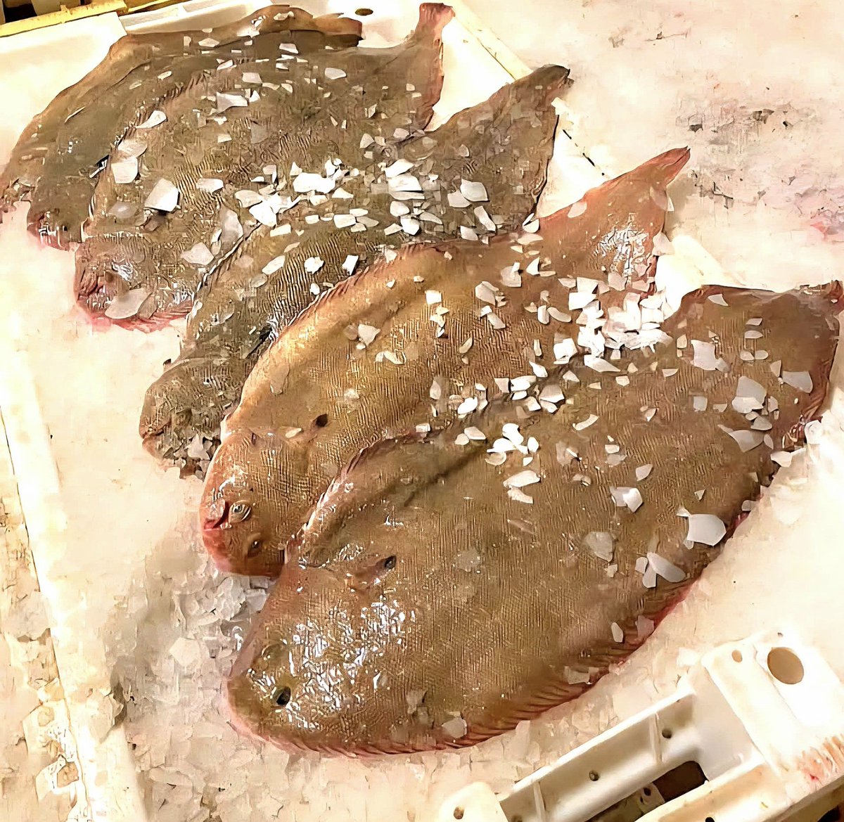 Koningsmaal. '#Tongetjes' uit de Noordzee. Was het hoofdmenu in het Witte Huis bij het bezoek van het Oranje koningspaar. Echt waar. 👍