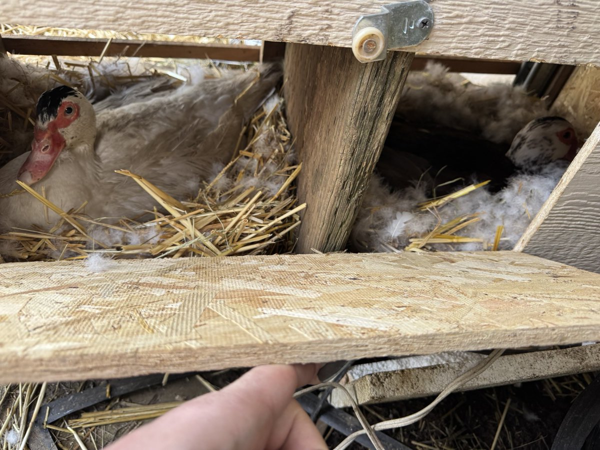 TundrasFoxKT's tweet photo. @UmariTomoe Sorry best I can manage is grumpy duck and his broody girls (one should be hatching this next week) https://t.co/rqnqfETnLl