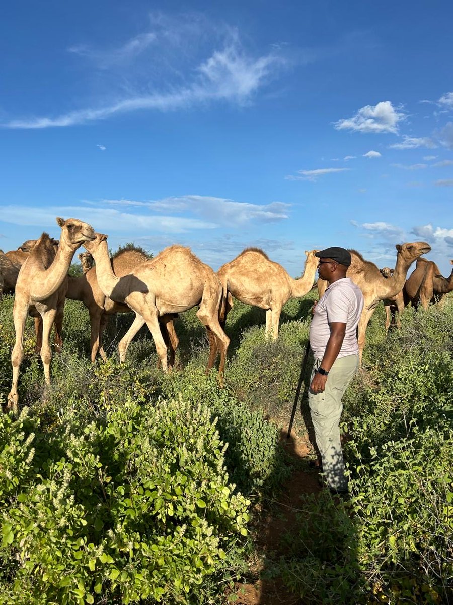 Saagite's tweet image. The North called and boom…#banditstyle