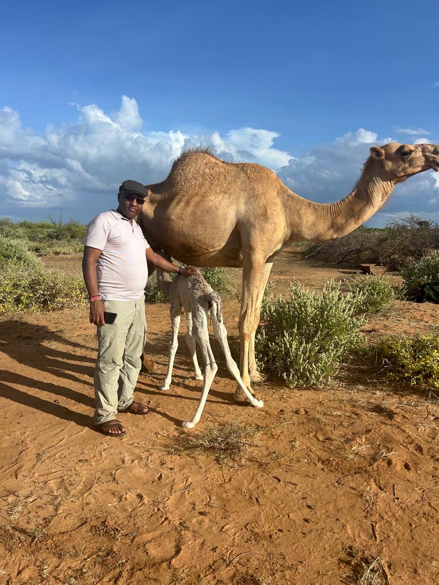 Saagite's tweet image. The North called and boom…#banditstyle