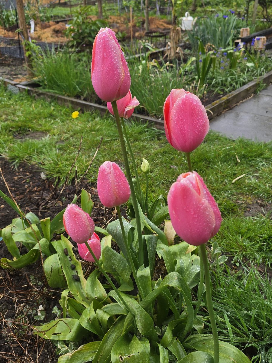 katerina7711's tweet image. It may be #raining but the #tulips still look #pretty in #pink #flowers #growyourown #gardening #allotment 🌷🌷🌷