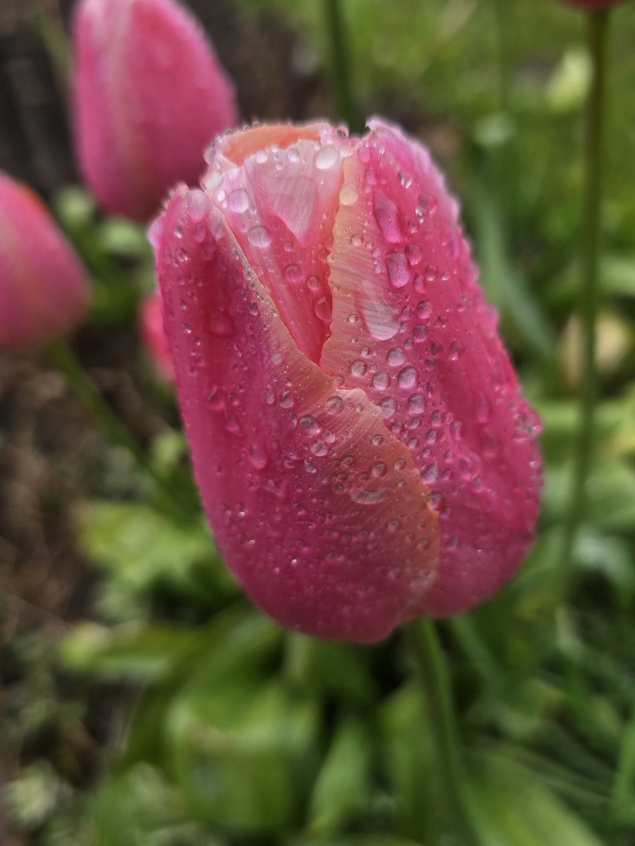 katerina7711's tweet image. It may be #raining but the #tulips still look #pretty in #pink #flowers #growyourown #gardening #allotment 🌷🌷🌷