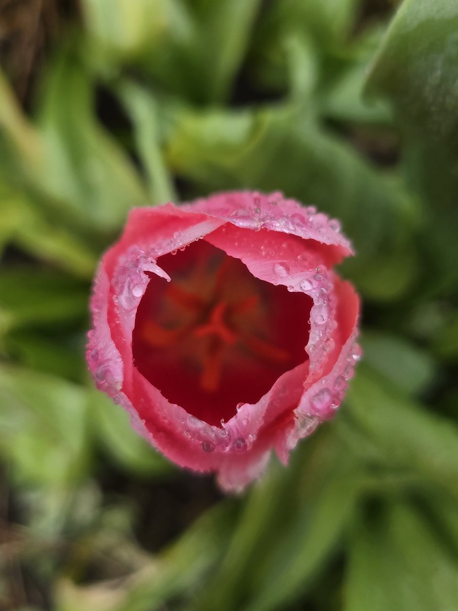 katerina7711's tweet image. It may be #raining but the #tulips still look #pretty in #pink #flowers #growyourown #gardening #allotment 🌷🌷🌷