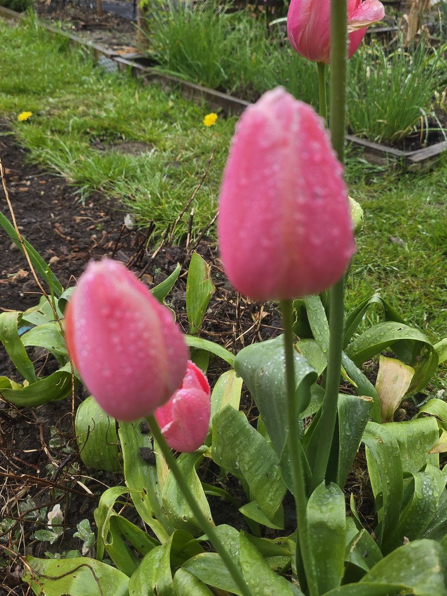 katerina7711's tweet image. It may be #raining but the #tulips still look #pretty in #pink #flowers #growyourown #gardening #allotment 🌷🌷🌷