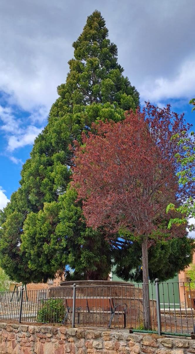 rillogallo's tweet photo. El árbol que da la bienvenida a la primavera en Rillo, en la puerta de la iglesia y con la protección de la secuoya. Solamente que esta mañana hemos estado bajo cero, a -1,2ºC. https://t.co/ijzghqfXWv