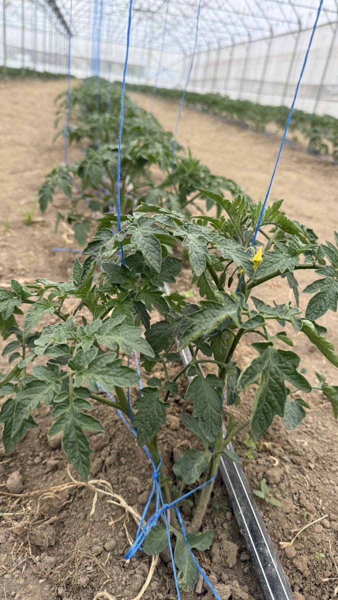 Halil Bilen tweet media