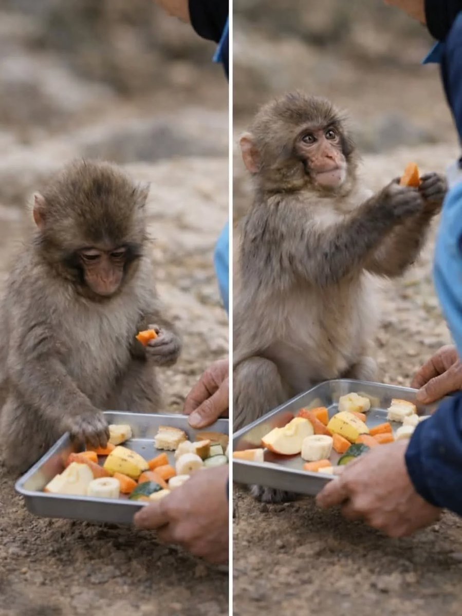 Human Owned by Cat 😺 tweet media