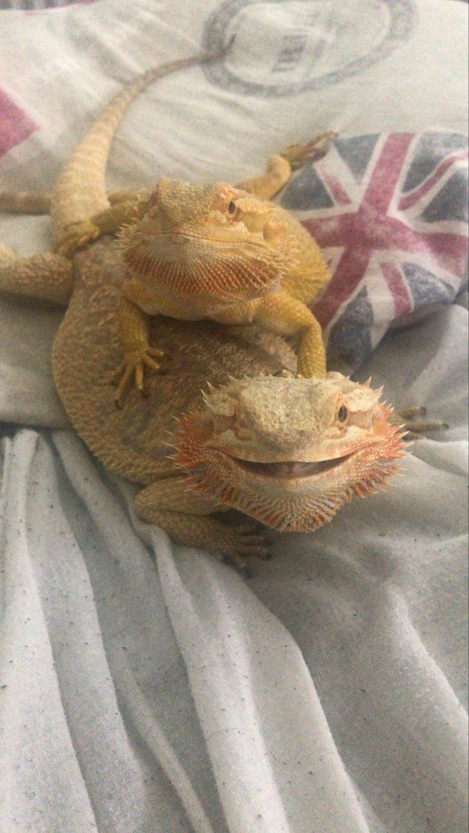 LillemanLA tweet media