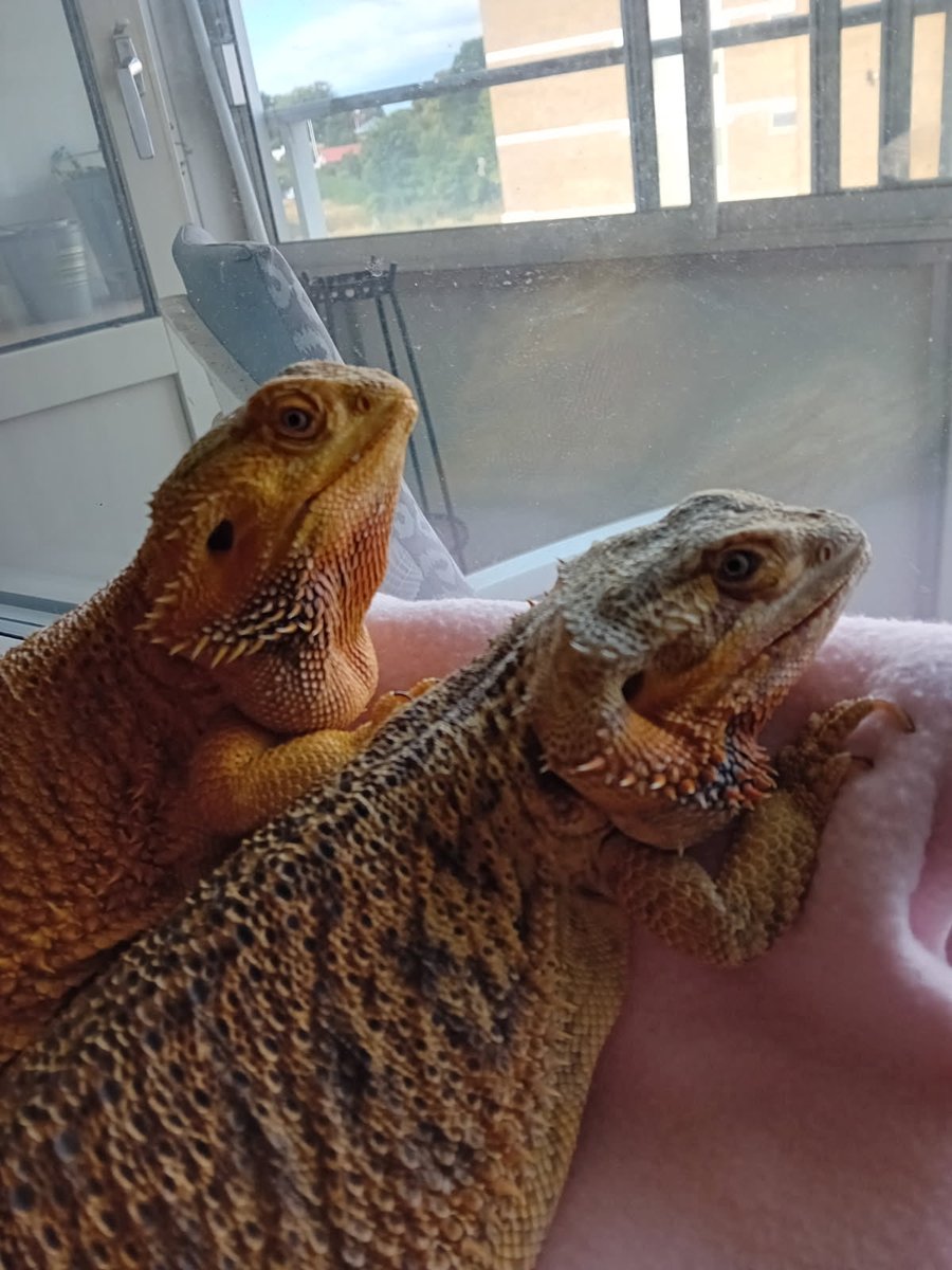 LillemanLA tweet media