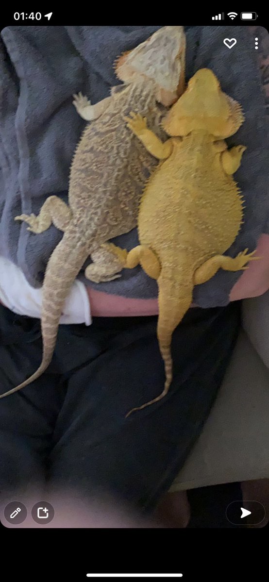 LillemanLA tweet media