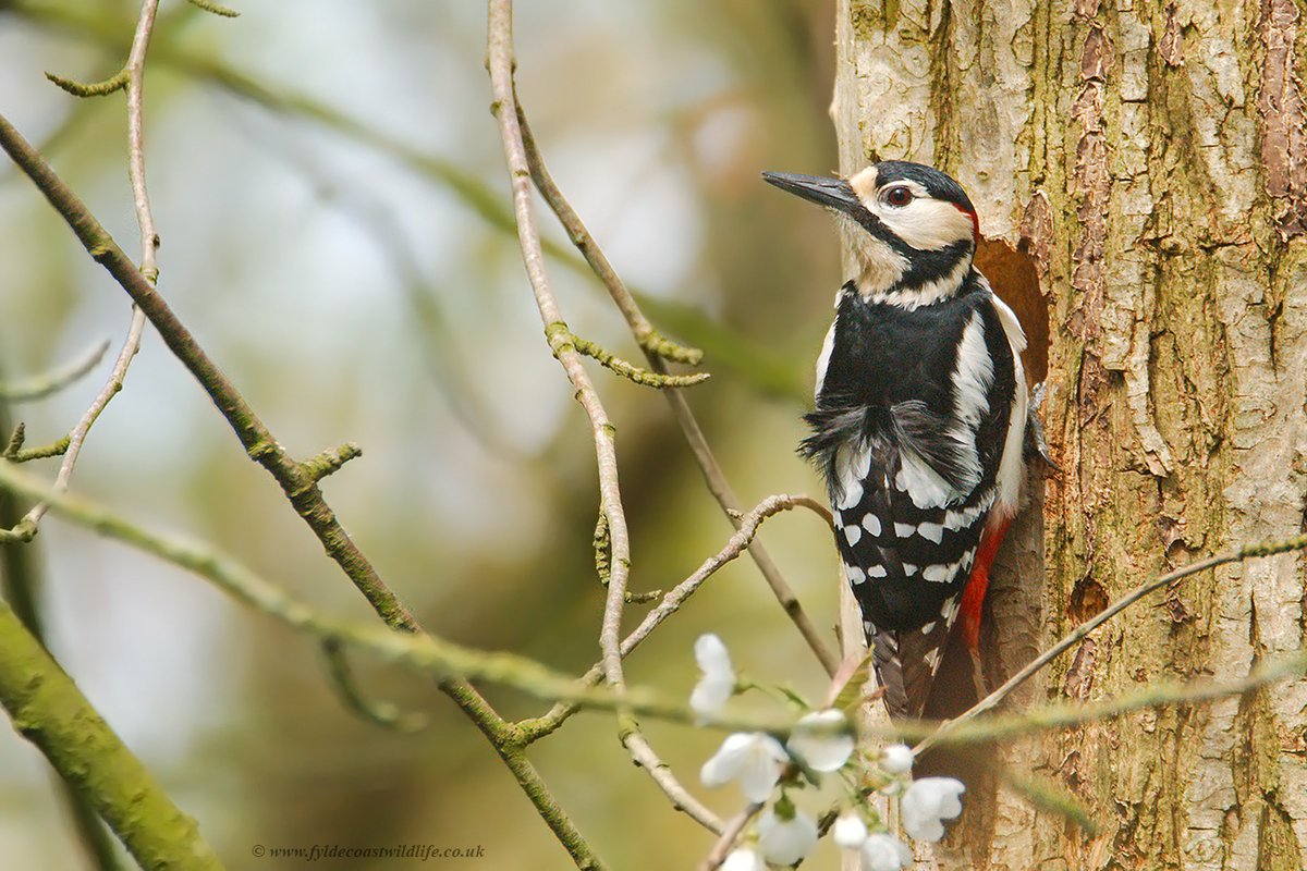 FyldeWildlife's tweet image. Great Spotted Woodpecker [Dendrocopos major] excavating a nest hole at #StanleyPark #Blackpool this morning.