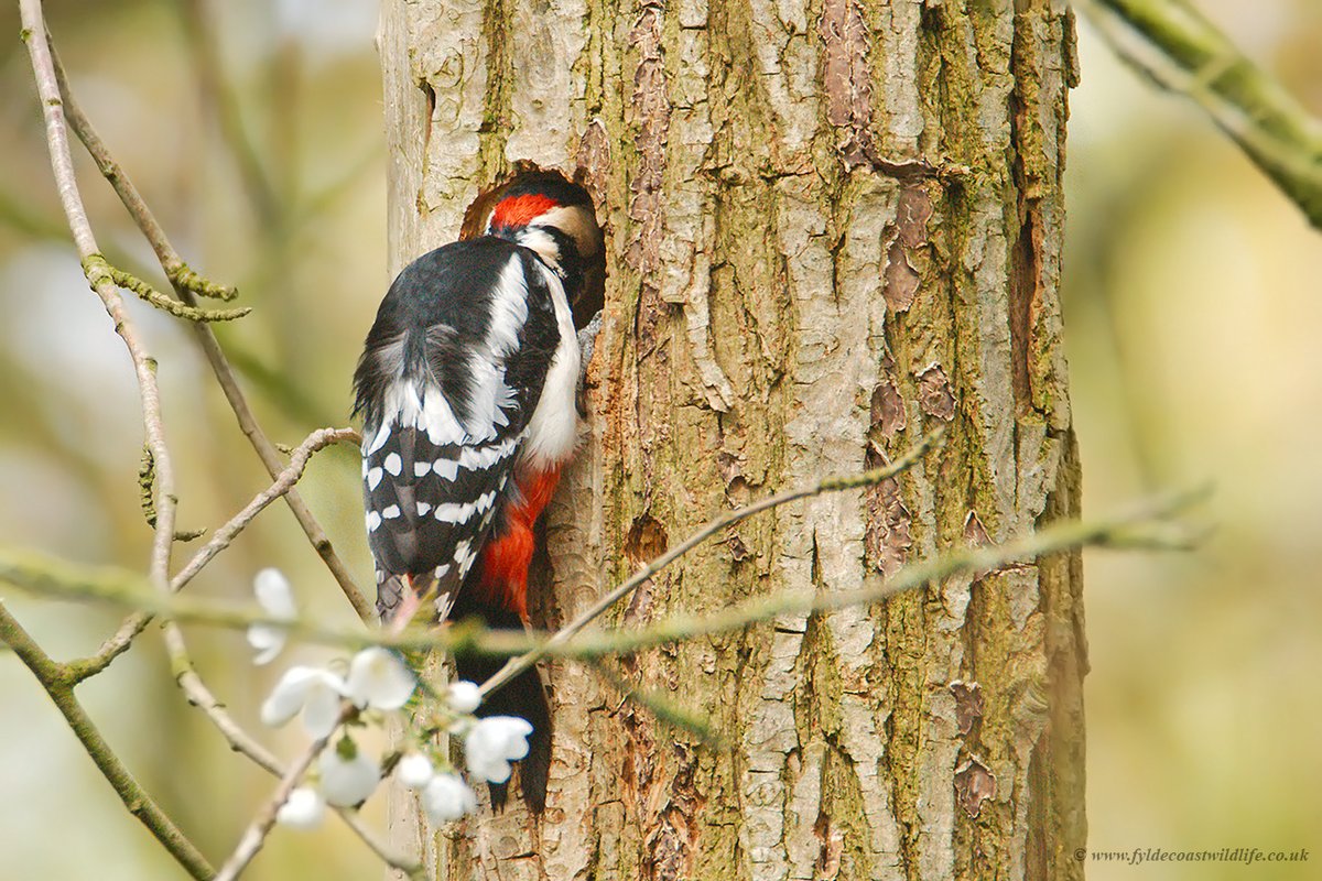 FyldeWildlife's tweet image. Great Spotted Woodpecker [Dendrocopos major] excavating a nest hole at #StanleyPark #Blackpool this morning.