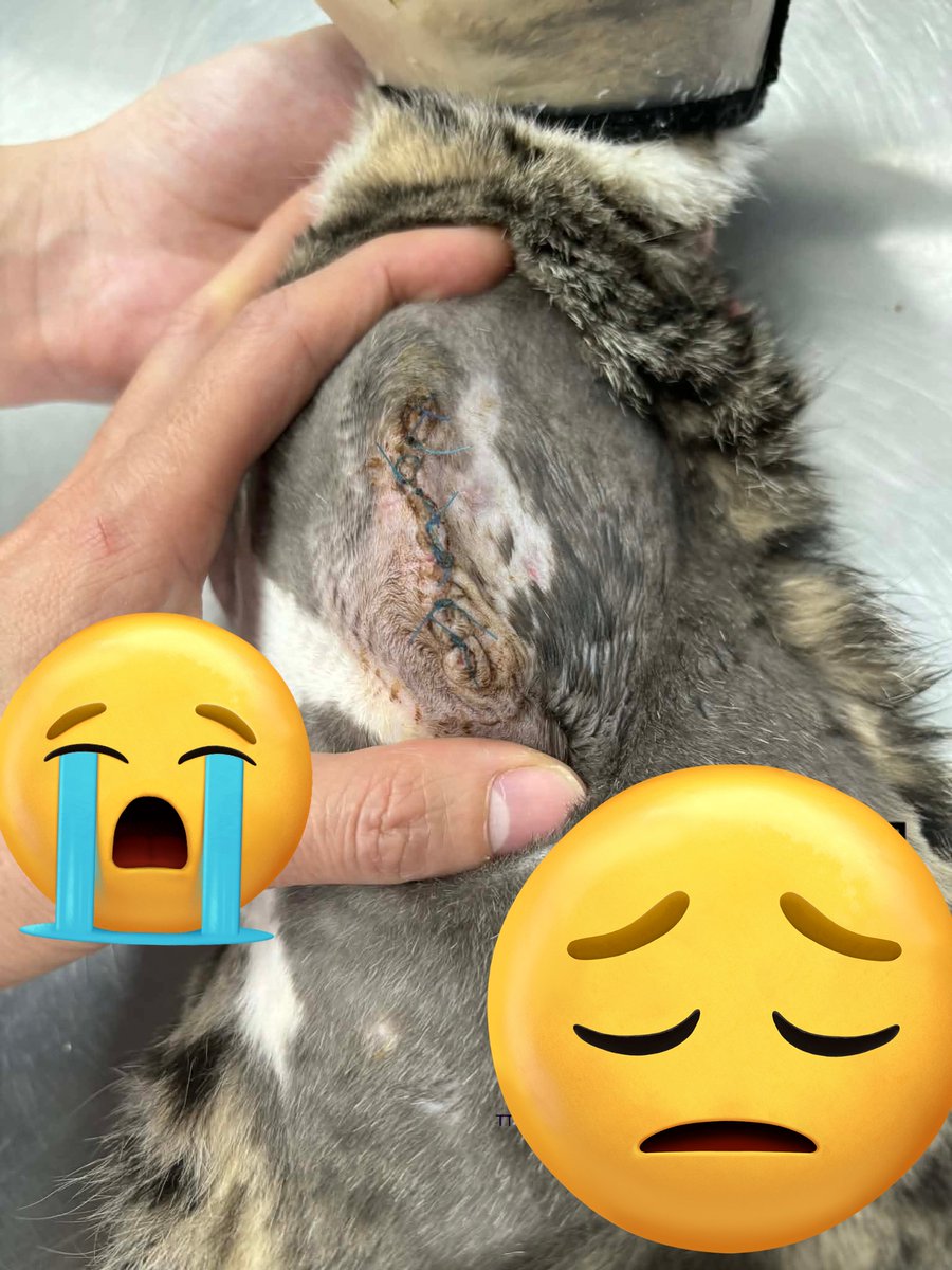 もふもふ天国🙀🐶🎊 tweet media