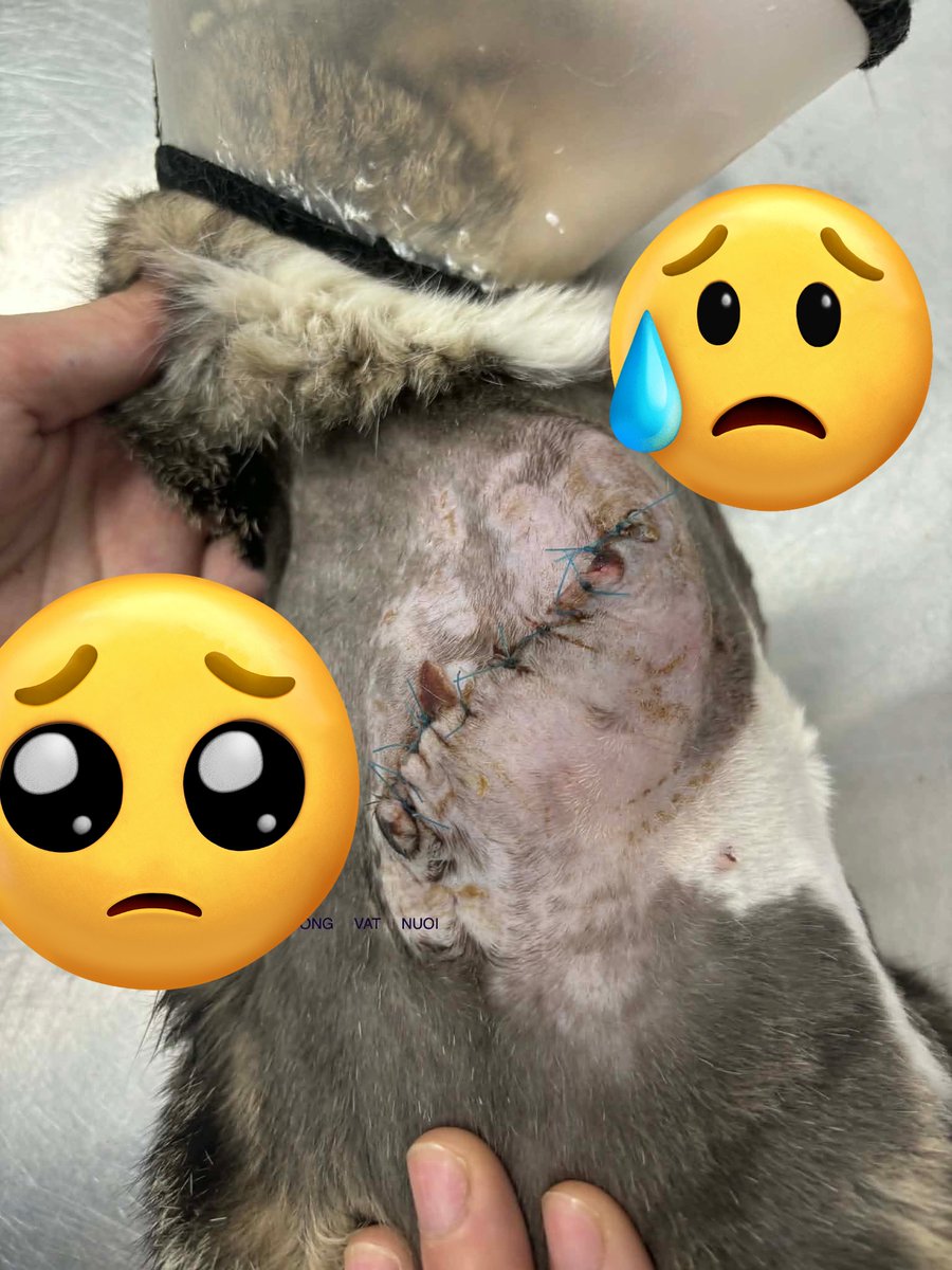 もふもふ天国🙀🐶🎊 tweet media