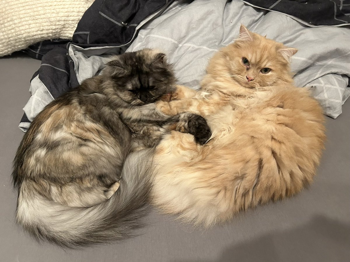 𝖋𝖗𝖊𝖞𝖆🧟‍♀️🎀 𝖘𝖍𝖊𝖉𝖙𝖜𝖙 tweet media