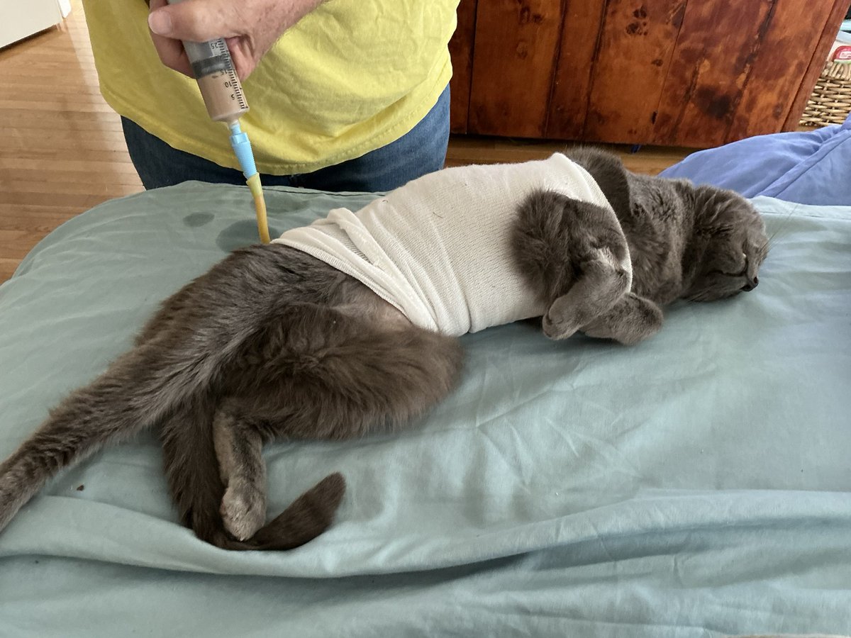 Dr. Christina Johns tweet media