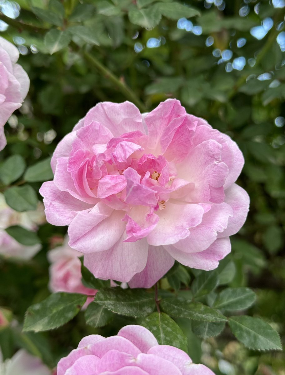 Oğuzhan tweet media