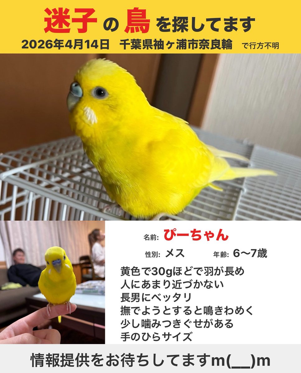 r1e373O123's tweet photo. #迷子鳥拡散 
 #拡散希望
インコを探しています https://t.co/jx9kVieBO2