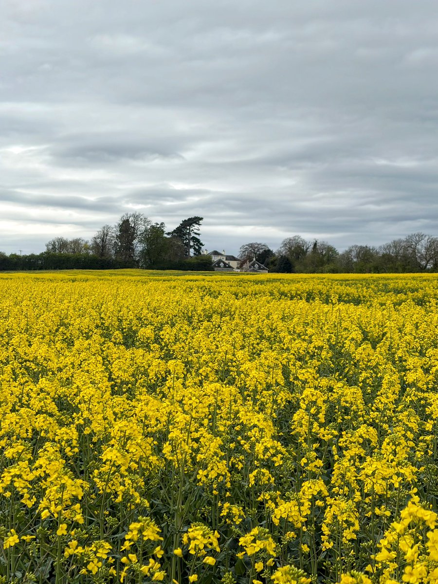 andyflyfisher's tweet image. Accompany me on this evenings visual walk.
Featuring one of my old fishing haunts on the Grand Union canal, I have spent many happy hours fishing here catching perch, roach, tench, bream and pike.

#fishing #fishinglife #mindfulness
