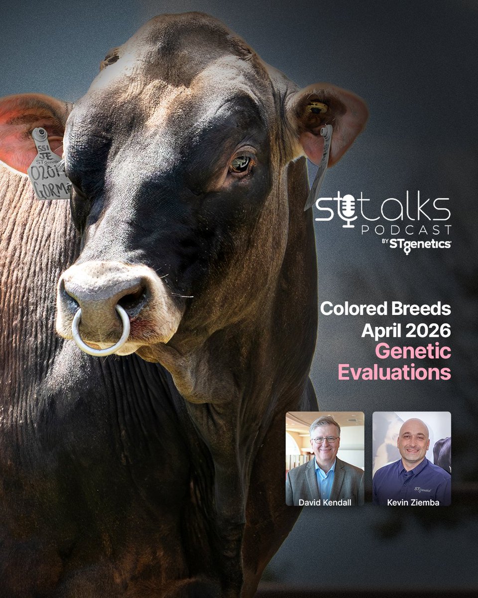 STgenetics's tweet photo. #STtalks:🎙️ David Kendall and Kevin Ziemba join us to review the results of #STgenetics Colored Breeds following the April 2026 Genetic Evaluations. To listen:
Spotify: https://t.co/fTTRDiGupS
Apple Podcasts: https://t.co/fJFeXVBPwt https://t.co/R6ASOIECoU