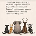 Photo by Future for Elephants (@ElephantsFuture)