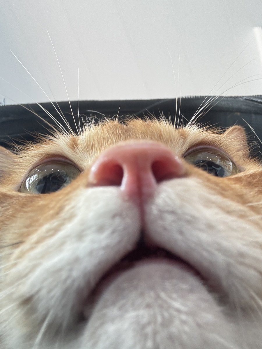 三文鱼 tweet media