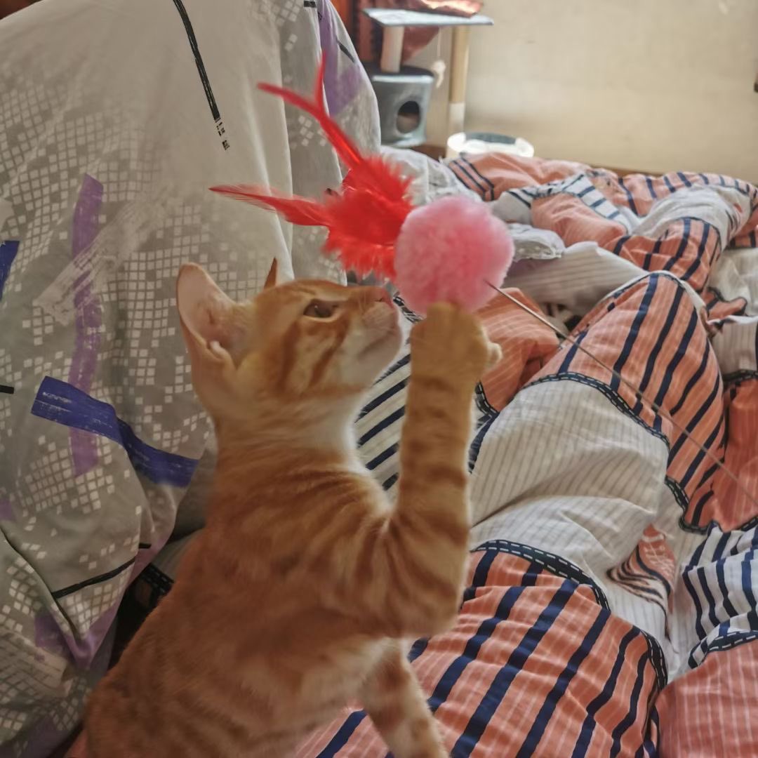 三文鱼 tweet media