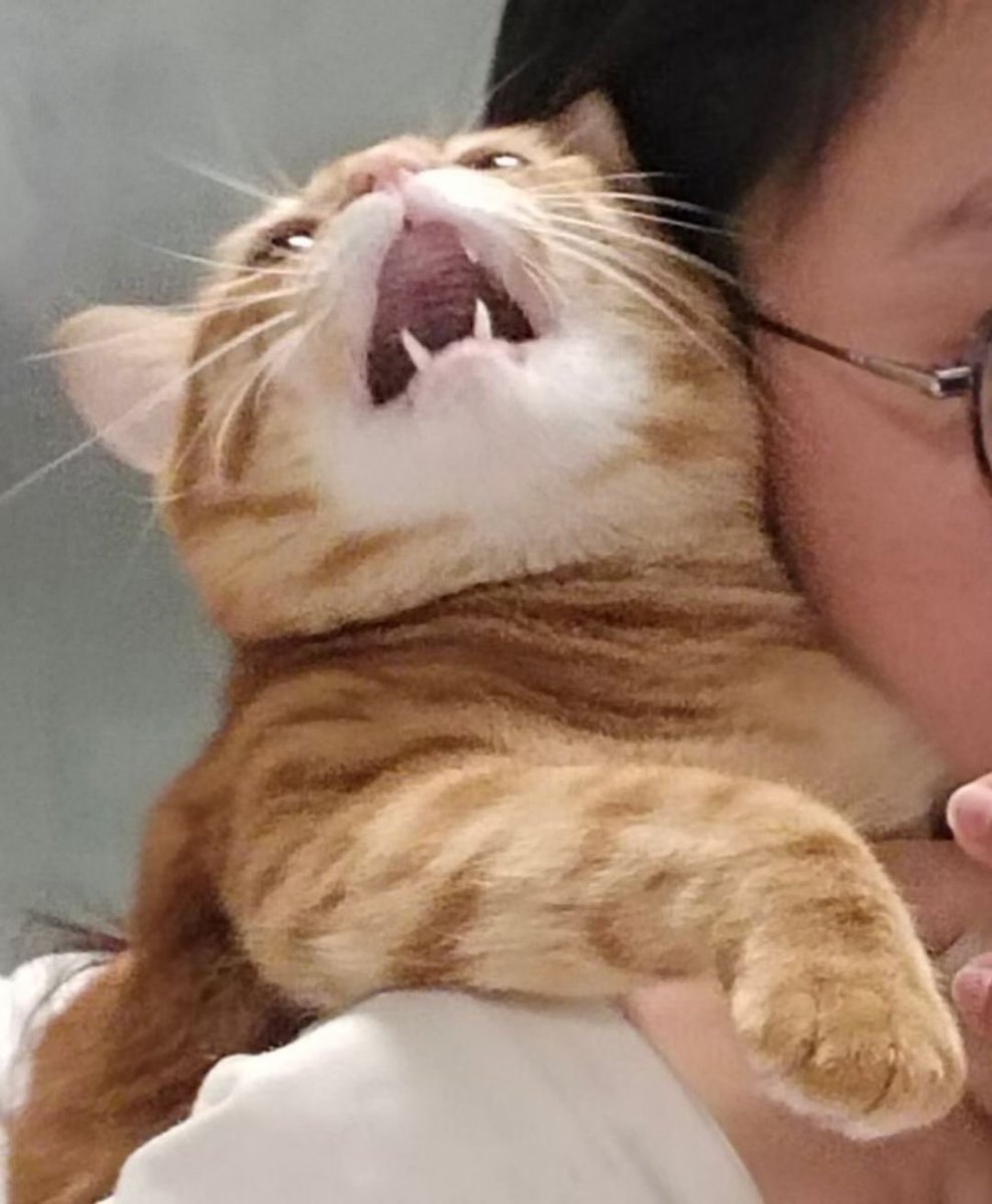 三文鱼 tweet media