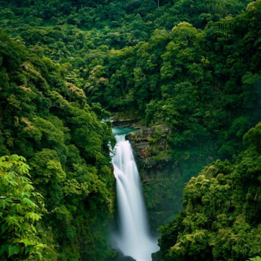 IsledeNature's tweet photo. Ever wish your home could smell like the rainforest, not like “perfume”? 🌿
Dominica can’t be bottled—but we can layer its biodiversity into your space. https://t.co/S9hxoux35H