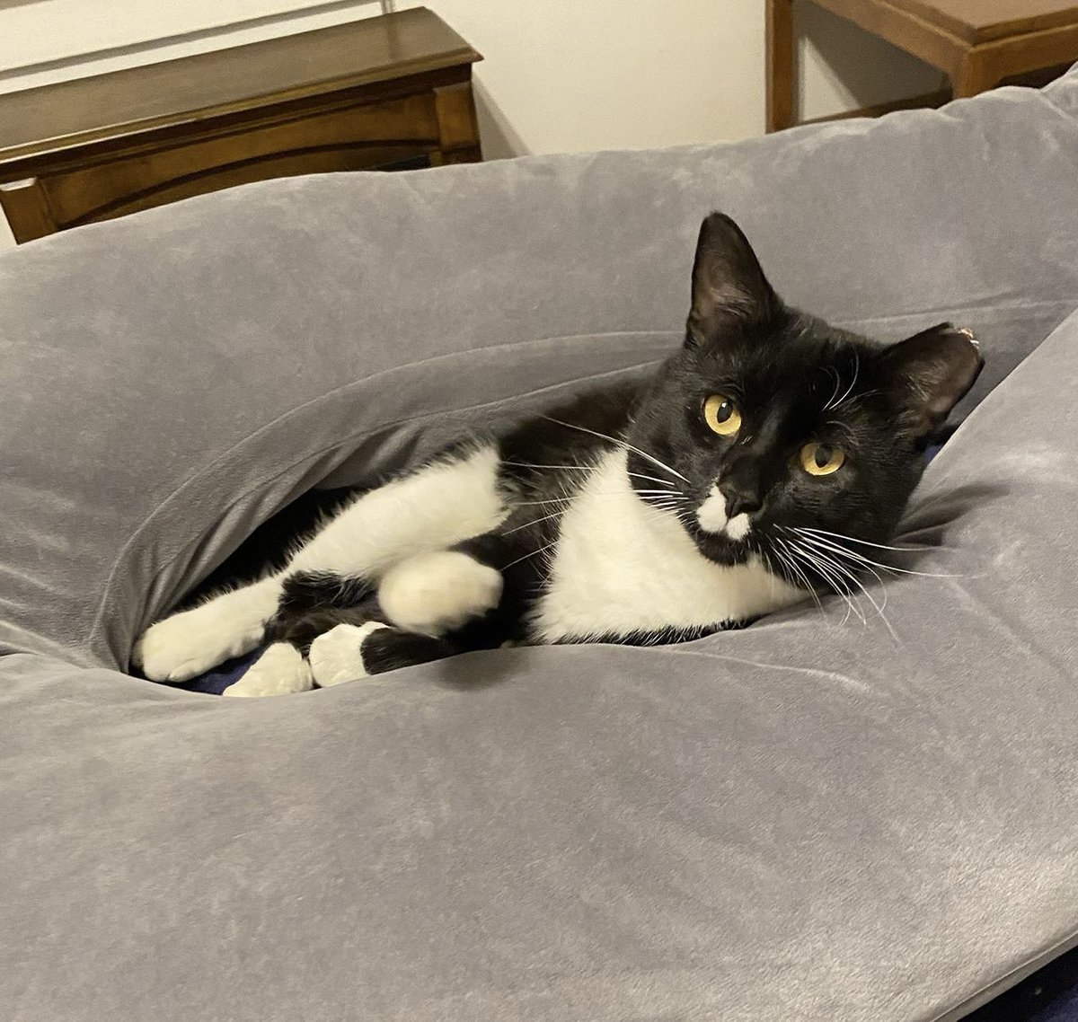 Project MEOW tweet media