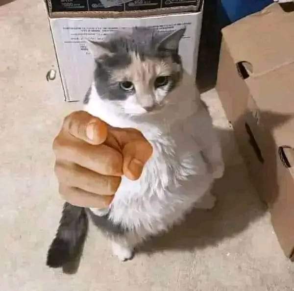 TzeroVon tweet media