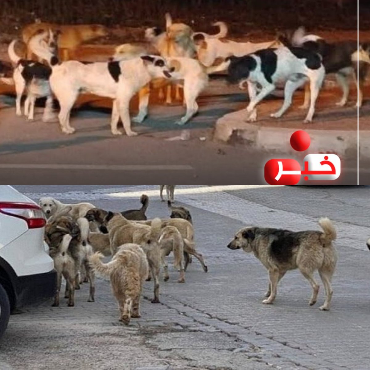 ‏̨ناصر ؏ـڶُّېْ العراقي tweet media