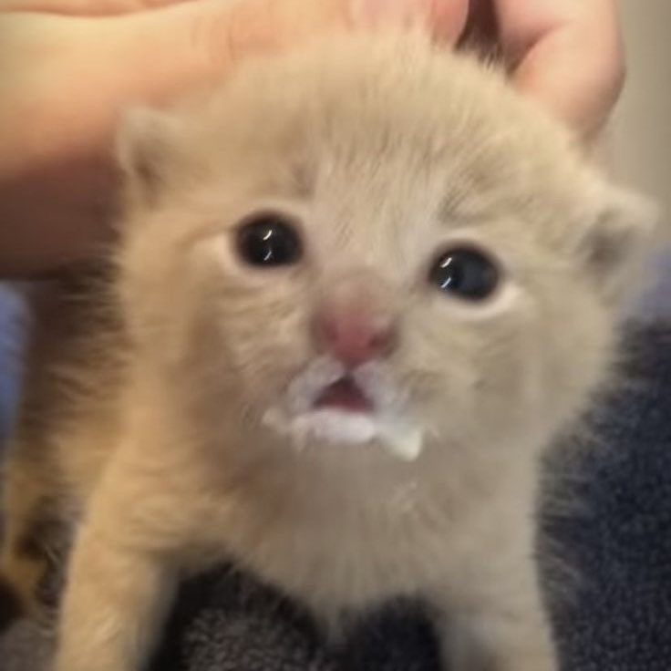 ꒰ა🐰ྀི໒꒱ tweet media