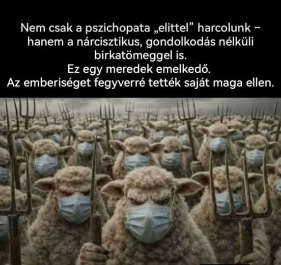 Toth Bandi tweet media